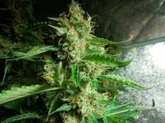 autoBluemazar 73 day