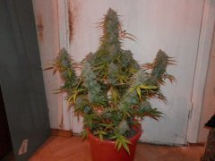 autoWW (GHS) 77day