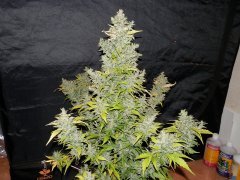 GSC FB