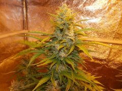 Haze2.0 цк