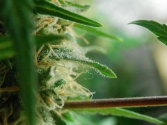 autoWW,71 day