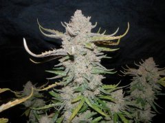 ЦК Jack herer