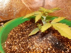 autoBluemazar 2week