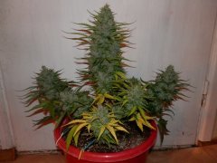 Haze 2.0 70day