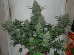 amnesia dinafem