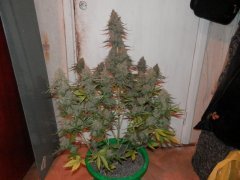 autoBlueMazar 81 Day