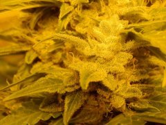 Haze2.0