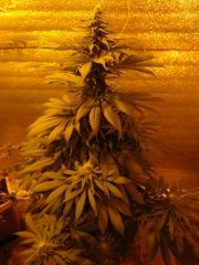 Original Berry Fem
