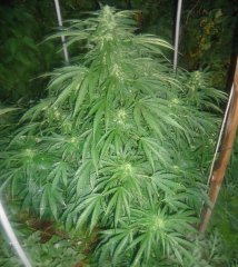 Auto Big Devil #2