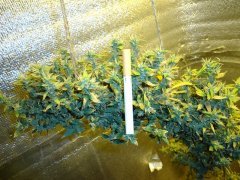 Dr. Grinspoon
