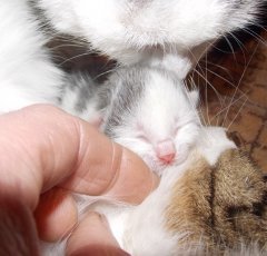 Котэ