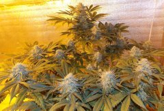 http://high-stone.com/product/delehaze-fem/