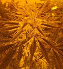 http://high-stone.com/product/delehaze-fem/