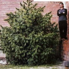 Аффтик )))