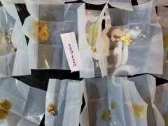 концентраты (rosin, b.h.o., ) Сэмплы судьи Master Cup