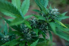 ak47 auto bulk seed