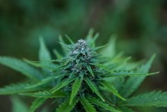 ak47 auto bulk seed
