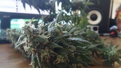 Cream Caramel Auto Sweet Seeds