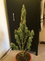 Auto AK-47 fem / Bulk Seed Bank / ЭСЛ 100+100+50+50