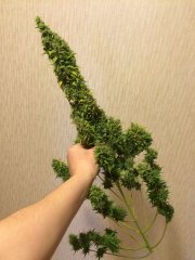 Auto AK-47 fem / Bulk Seed Bank / ЭСЛ 100+100+50+50