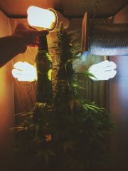 Auto AK-47 fem / Bulk Seed Bank / ЭСЛ 100+100+50+50
