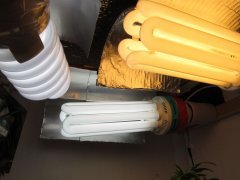 IMG 0340