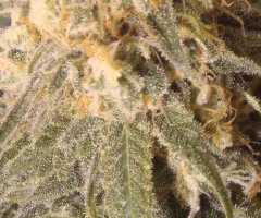 Sweet Critical fem