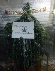 Вайт Рашен от Сириуса