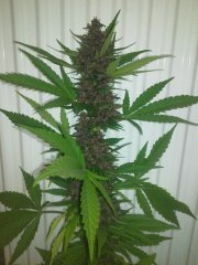 Auto Kush