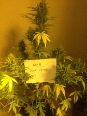 O.G Kush