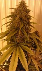 Auto Northern Blue (CarpathiansSeeDs)