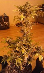 S.A.D. Auto