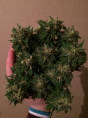 Ракетки o.g.
