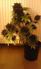 Black Cream