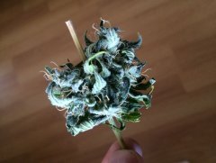 O.G. Kush