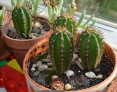 Trichocereus pachanoi