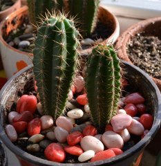 Trichocereus pachanoi