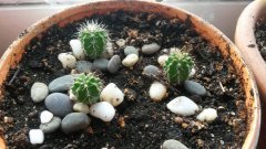 Trichocereus pachanoi  Сан Педро