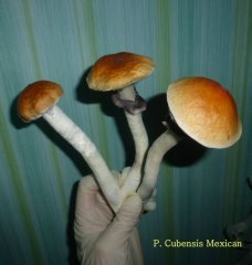 Мексикана..