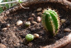 слева Пейот . с права Сан педро. Trichocereus pachanoi