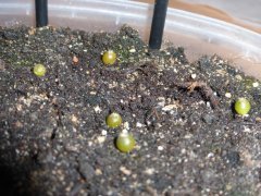 Lophophora williamsii