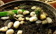Trichocereus pachanoi  Сан педро