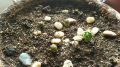 Lophophora Williamsii . Маленькие пейоты и Сан педро.