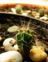 Trichocereus pachanoi