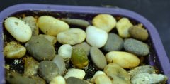 Lophophora williamsii