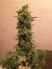 Hindu kush цк