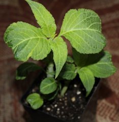 Salvia Divinorum