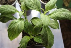 Salvia Divinorum