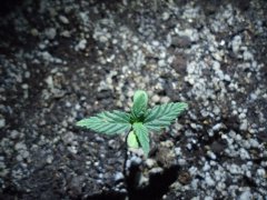 black widow black widow 9 дней от каски днат 250