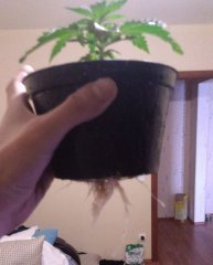 IMAG0054